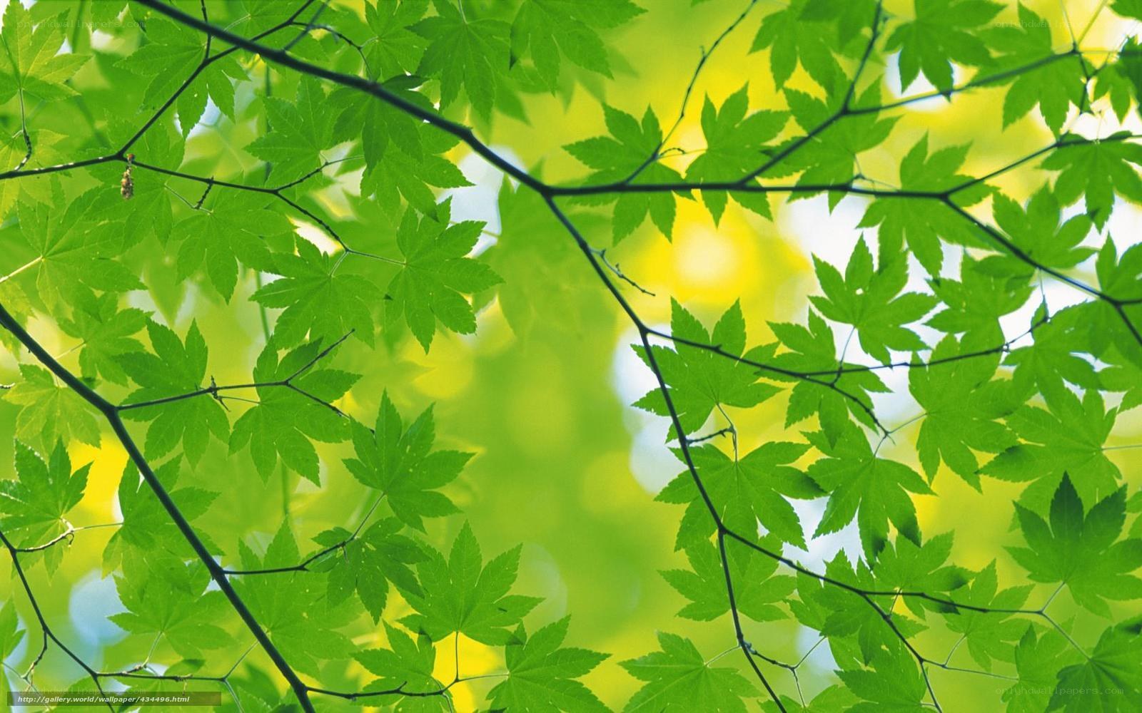 green leaves in sunlight