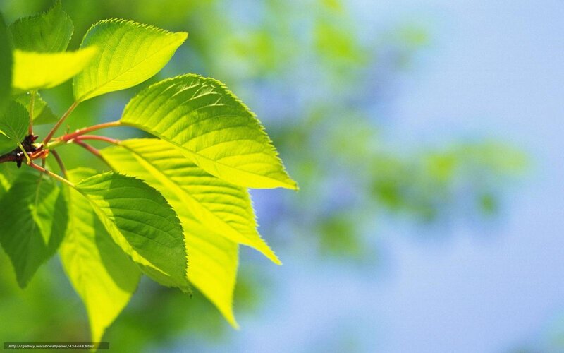 green leaves in sunlight