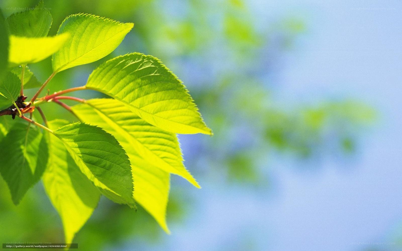 green leaves in sunlight