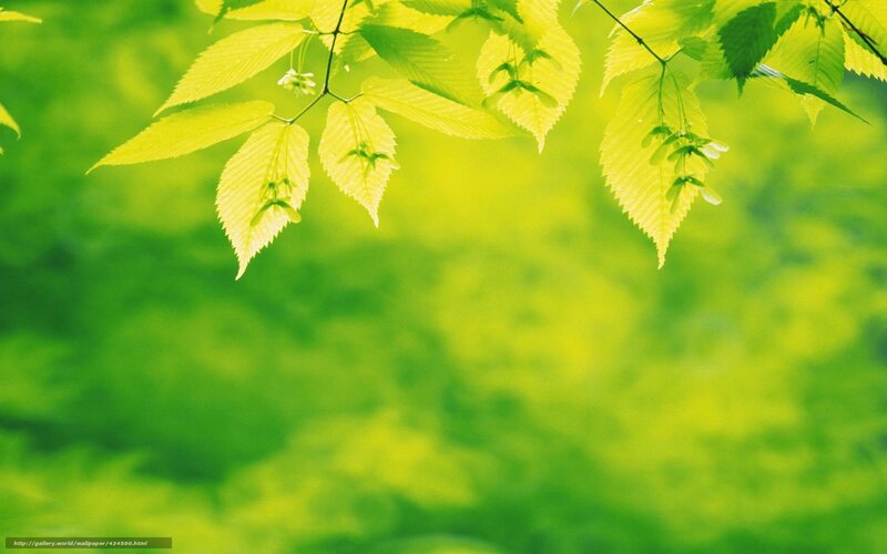 green leaves in sunlight