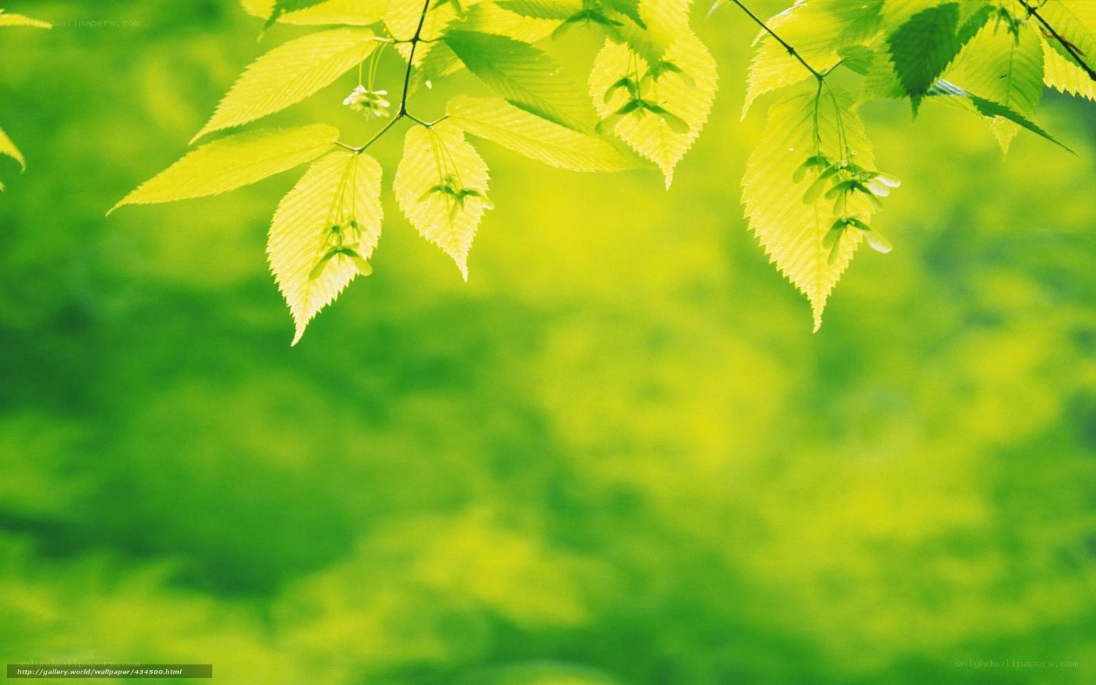green leaves in sunlight
