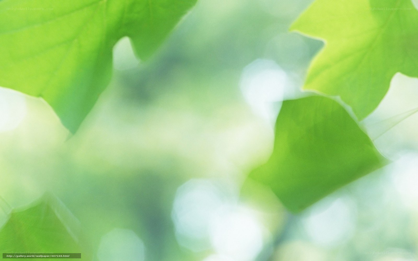 green leaves in sunlight