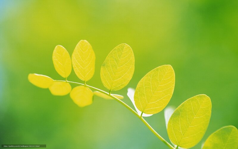 green leaves in sunlight