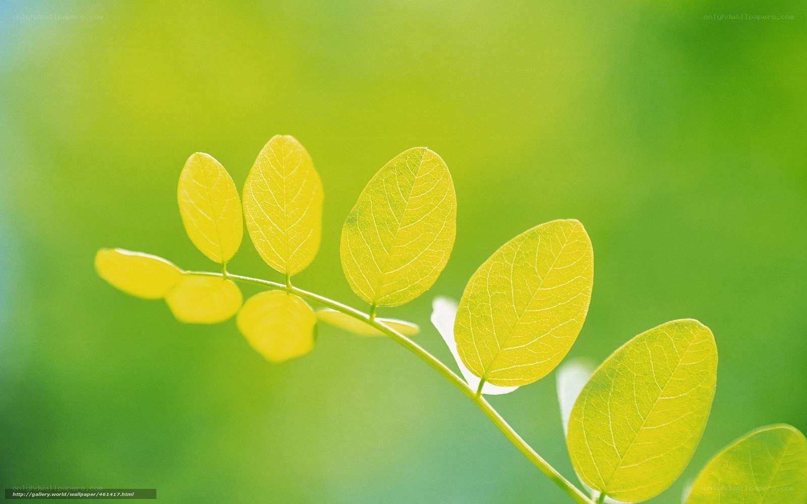 green leaves in sunlight