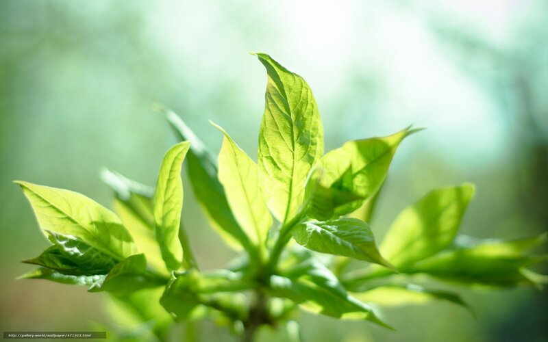 green leaves in sunlight