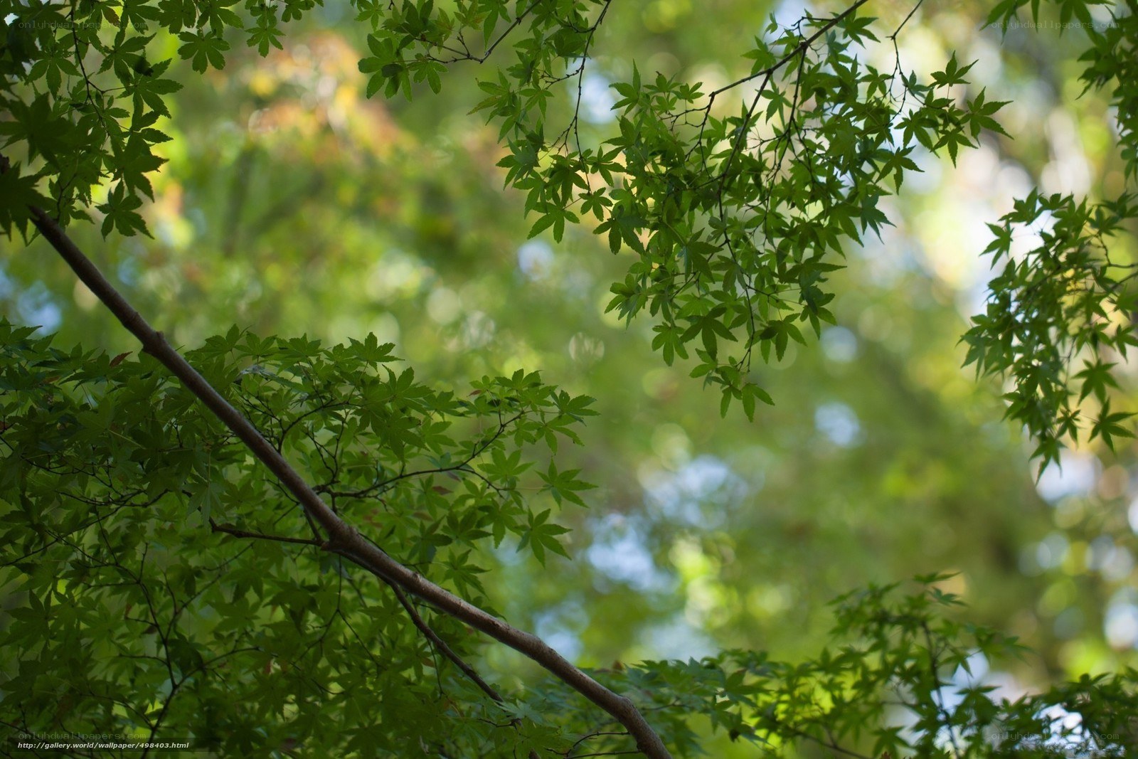 Green leaves in sunlight