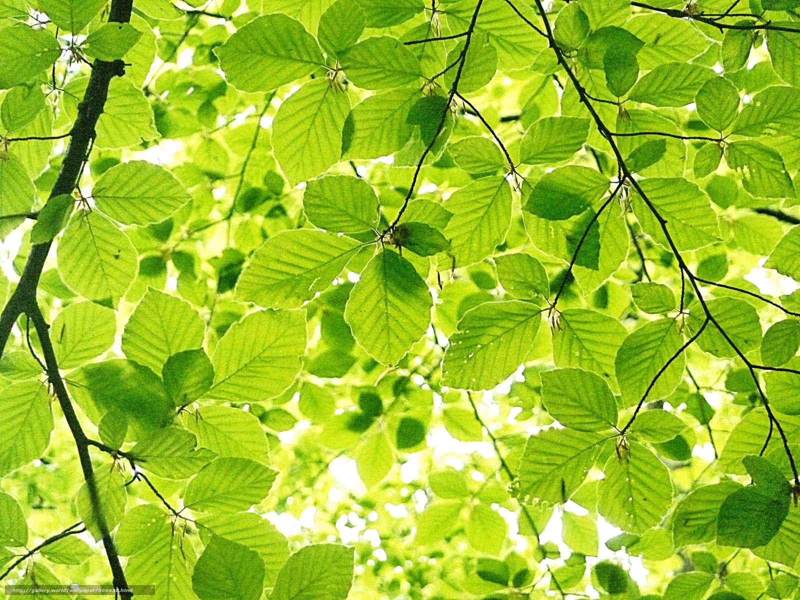 green leaves in sunlight