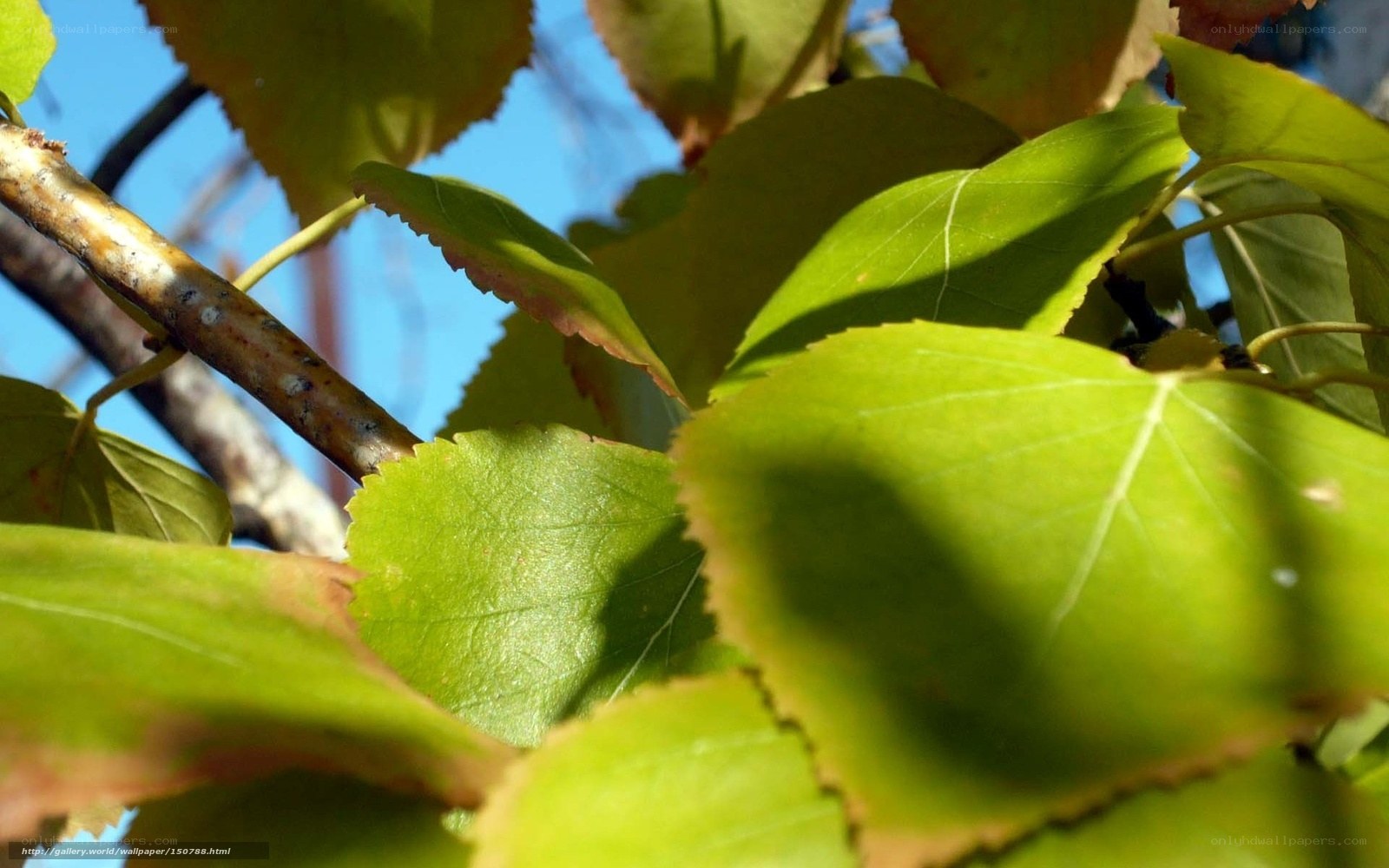 green leaves in sunlight