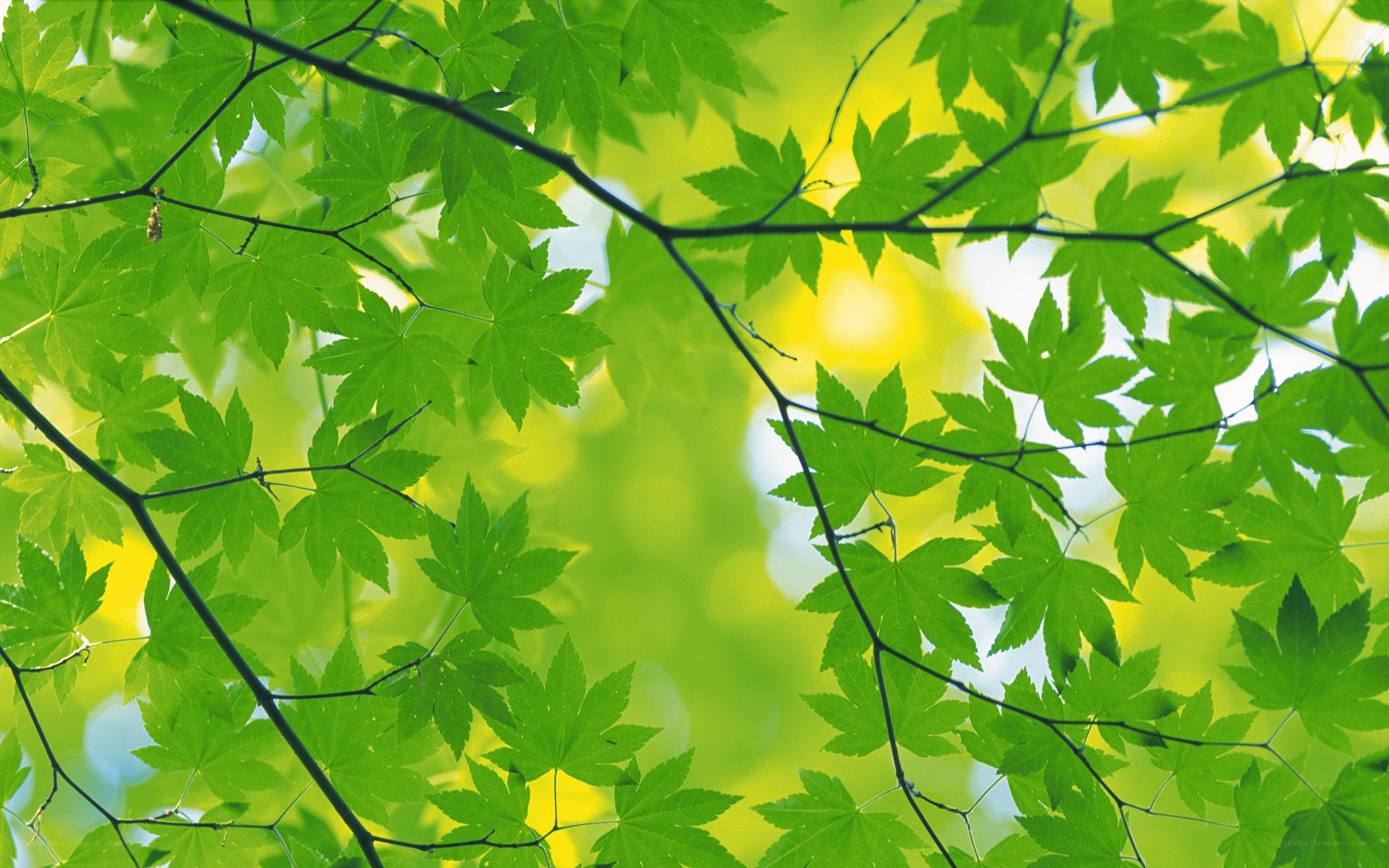 Green leaves in sunlight