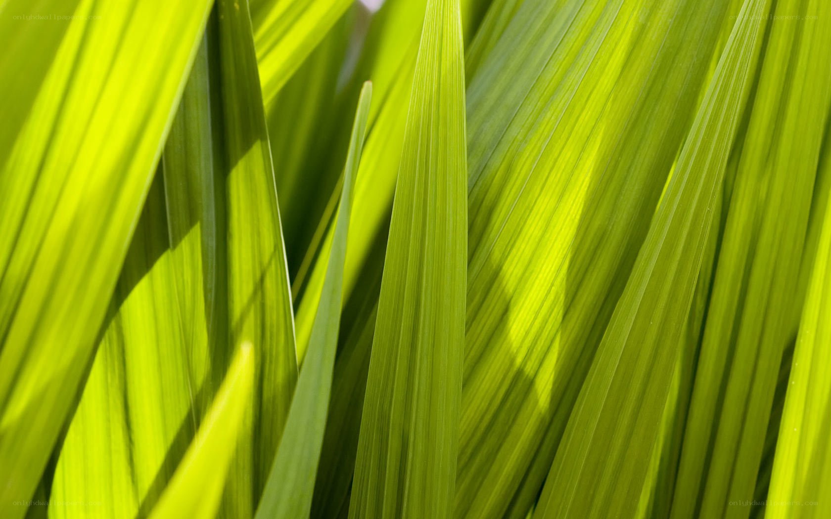 Green leaves in sunlight