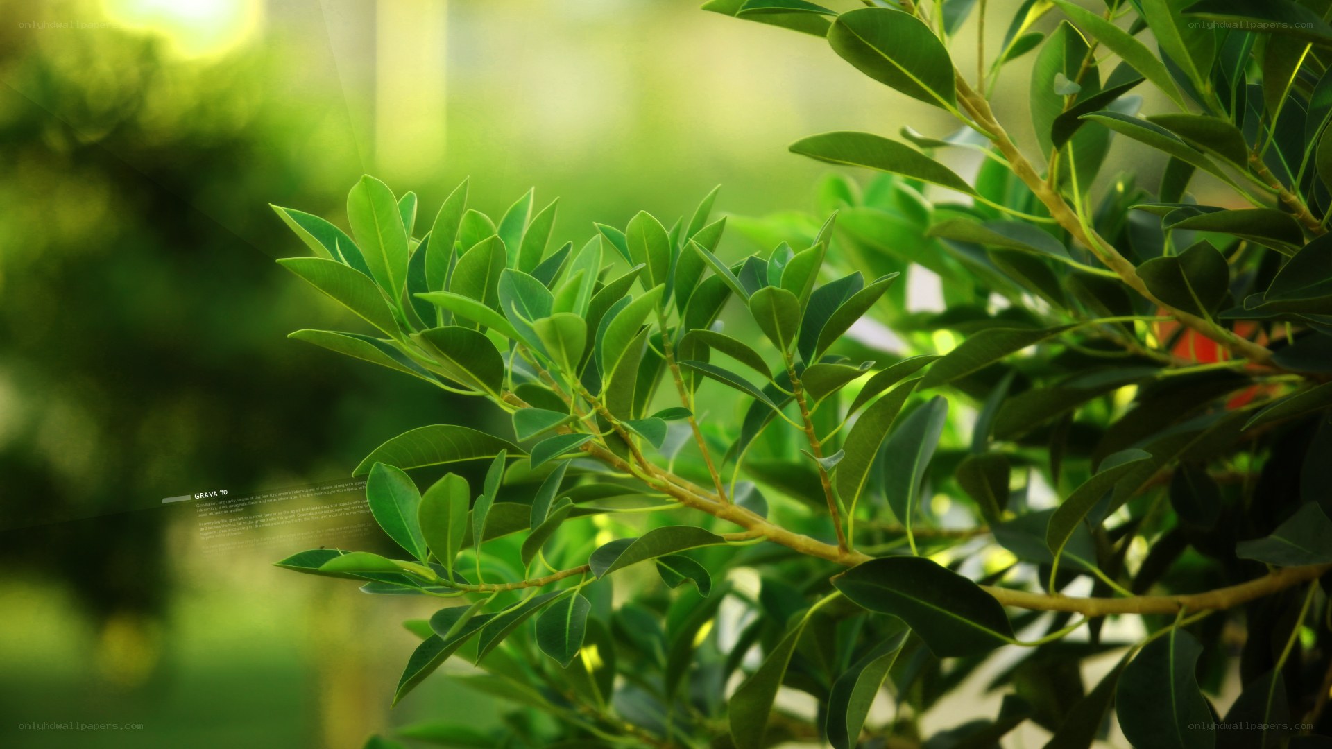 Green leaves in sunlight