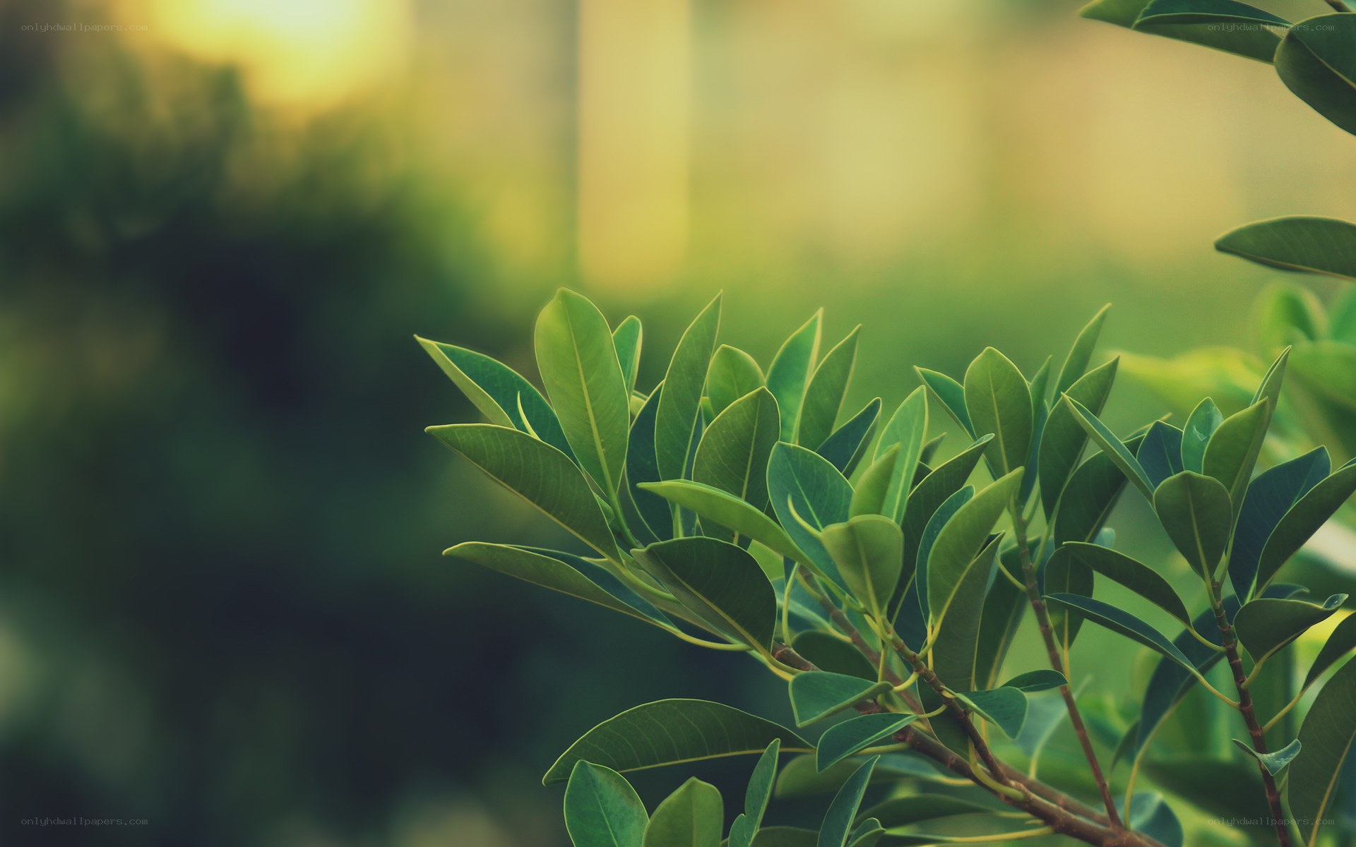 Green leaves in sunlight