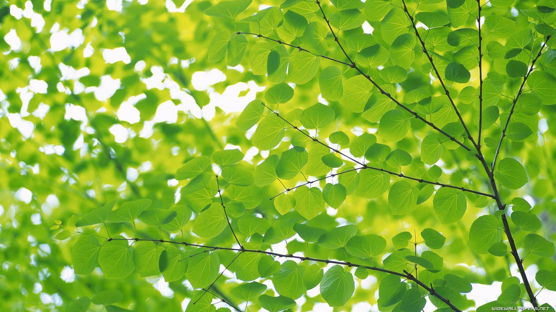 Green leaves in sunlight