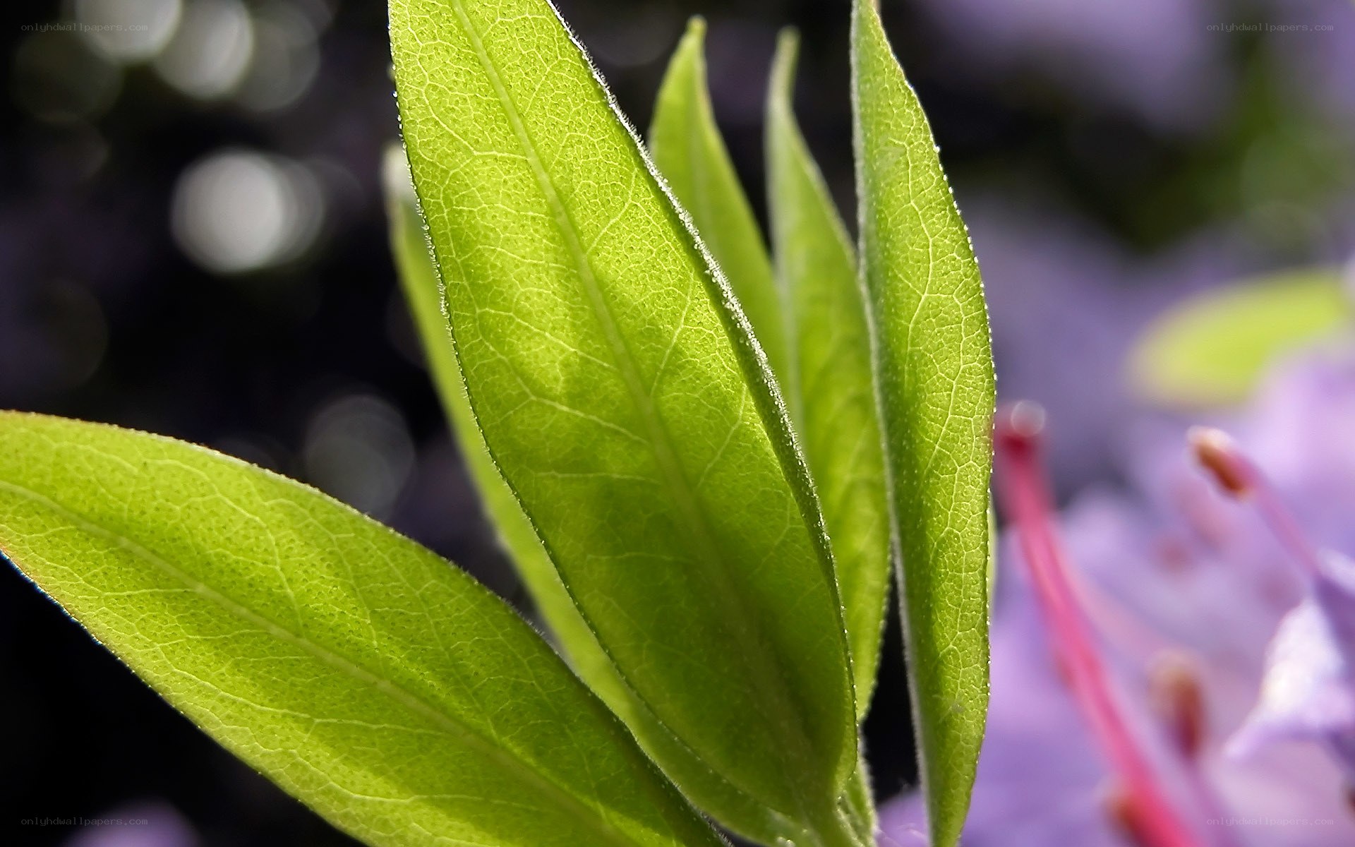 green leaves in sunlight