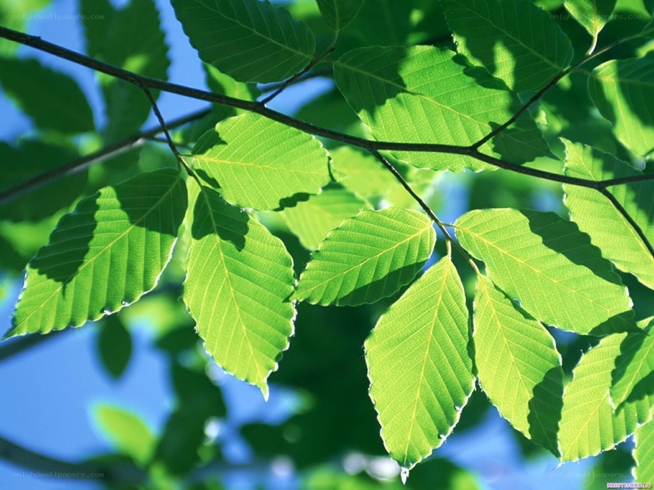 green leaves in sunlight
