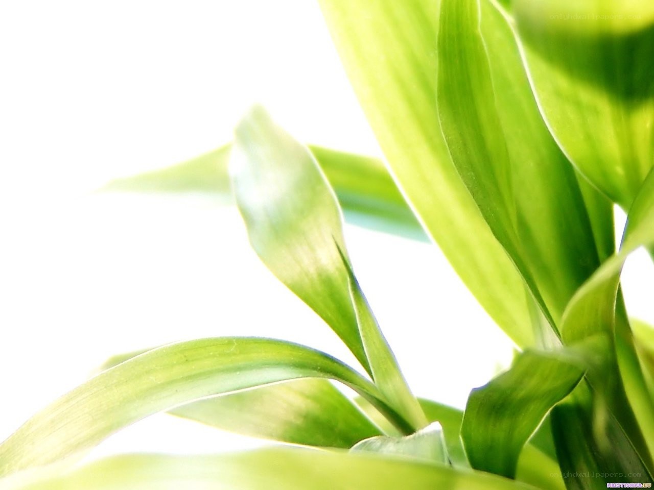 green leaves in sunlight