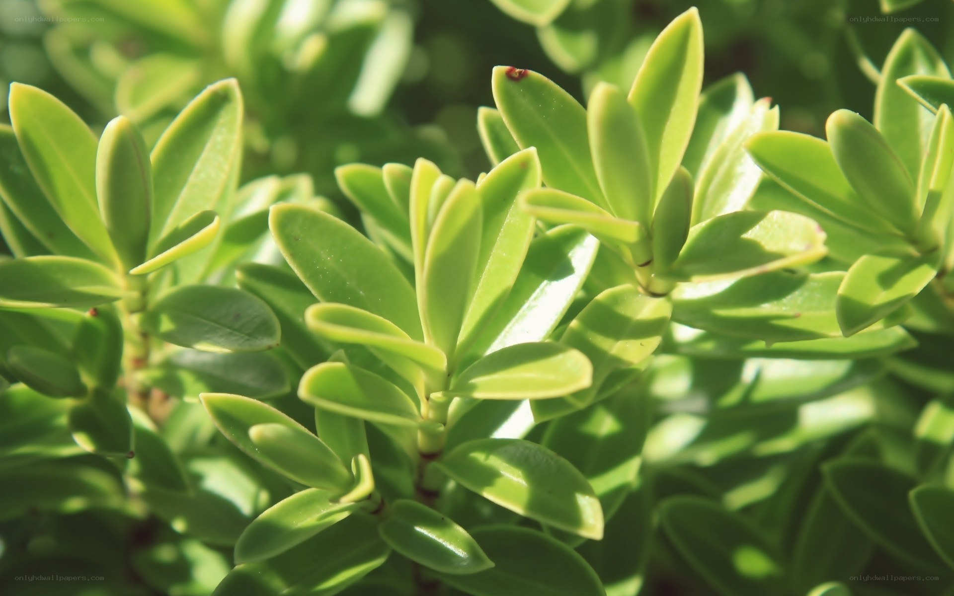 green leaves in sunlight