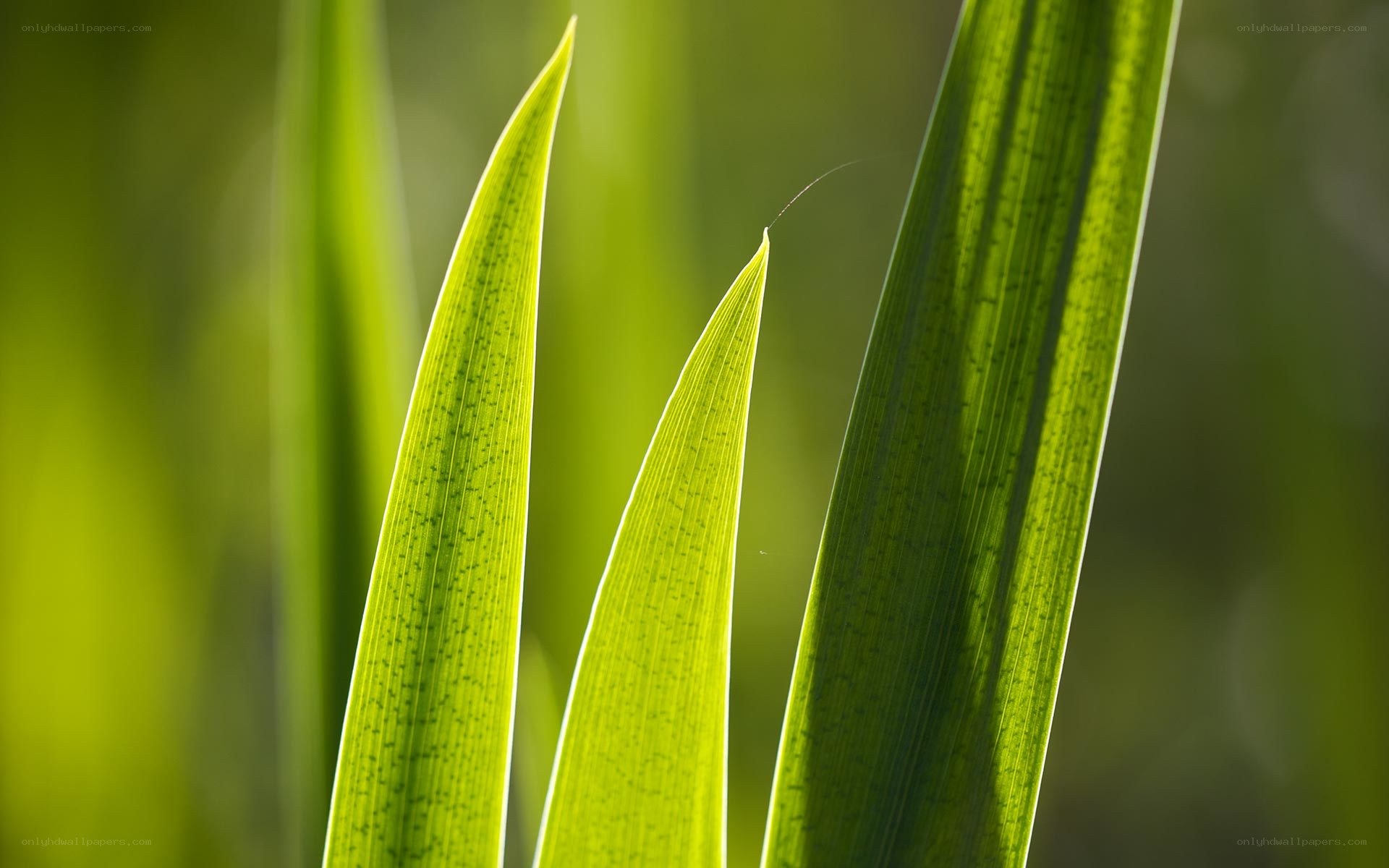 Green leaves in sunlight