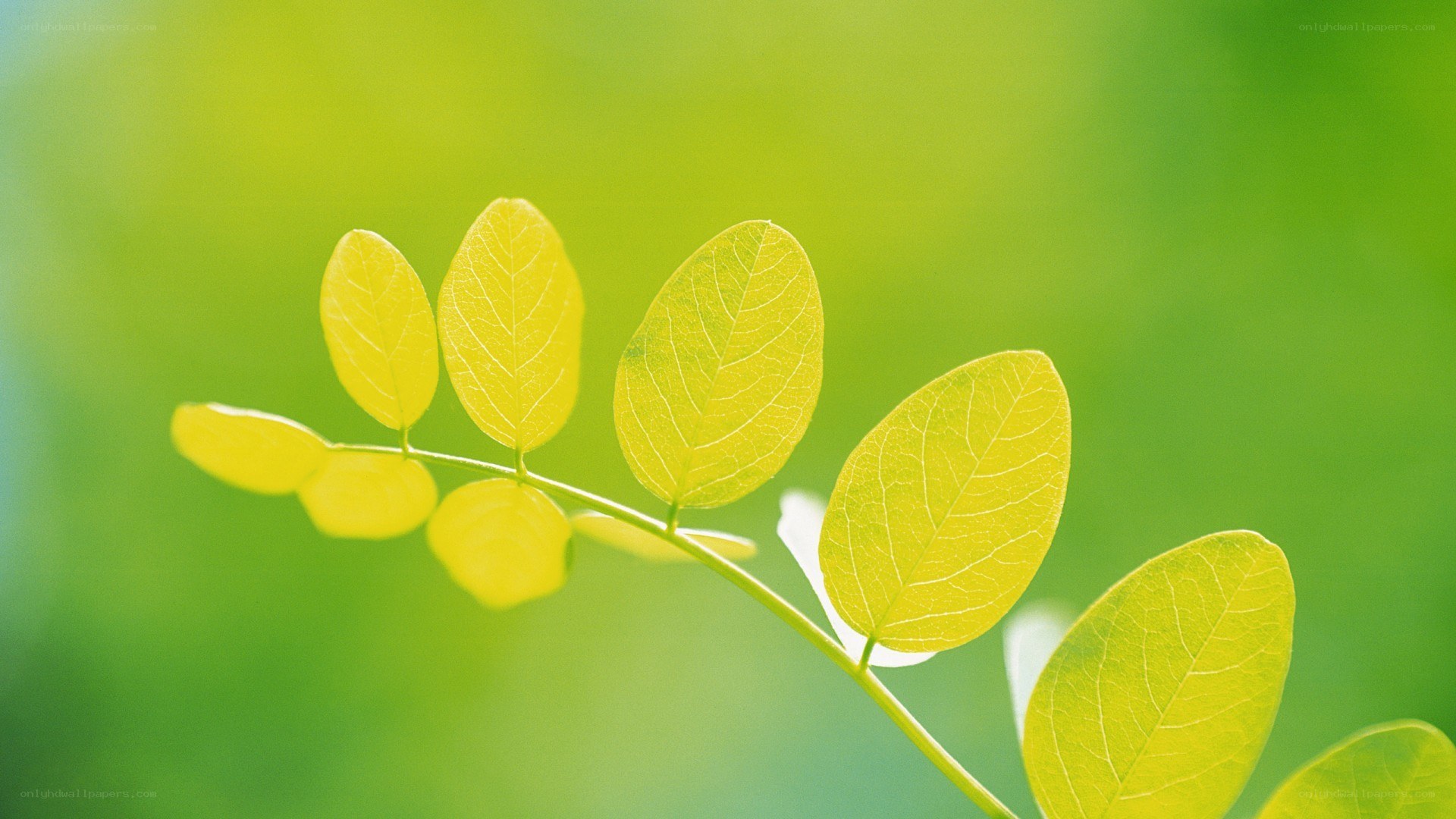 green leaves in sunlight