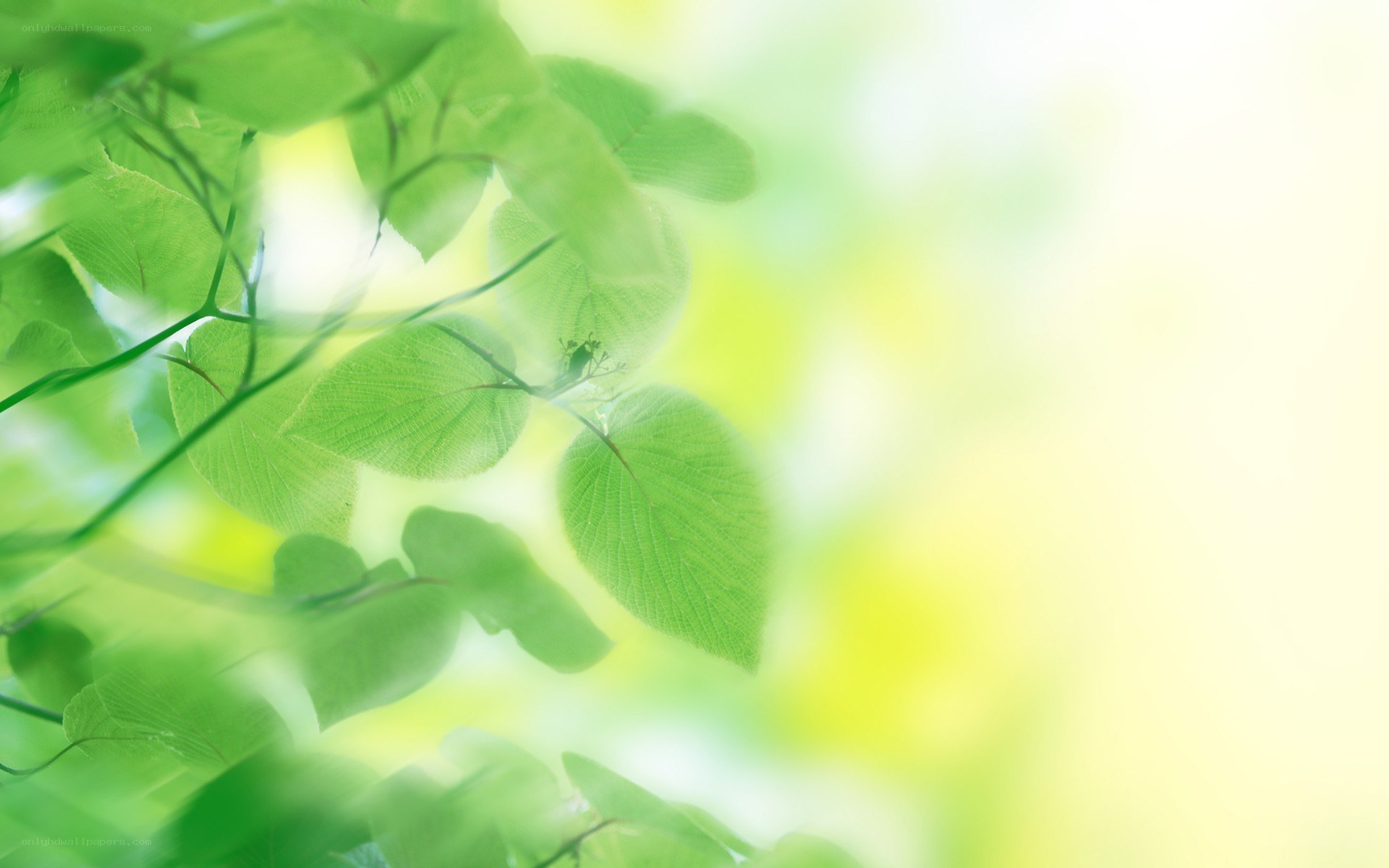 green leaves in sunlight
