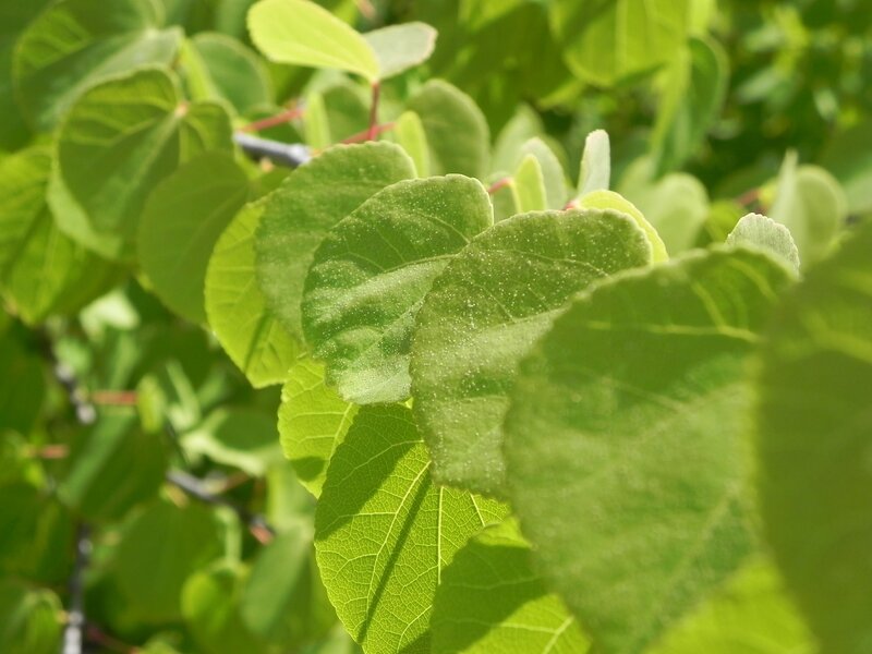green leaves in sunlight