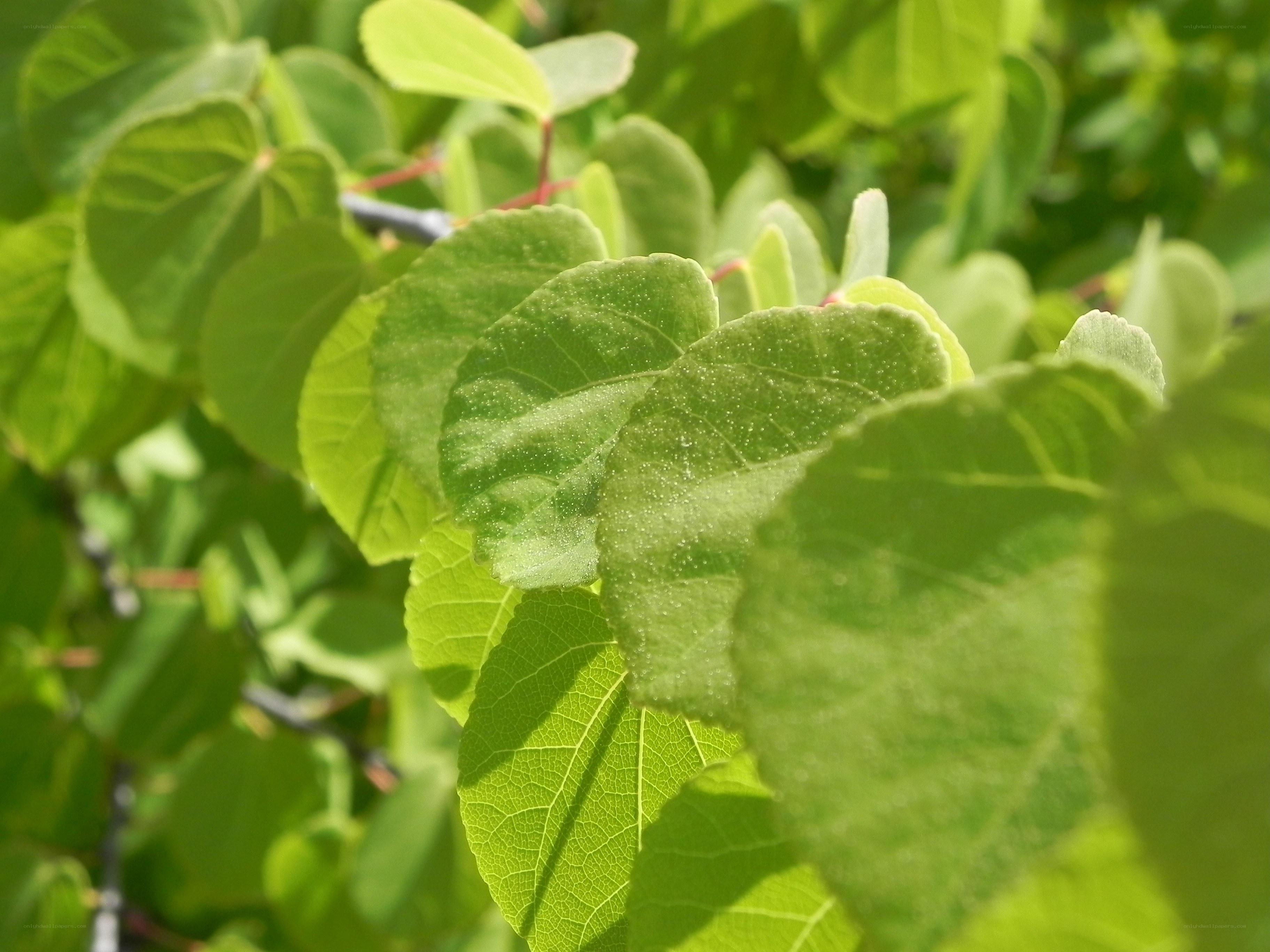 green leaves in sunlight