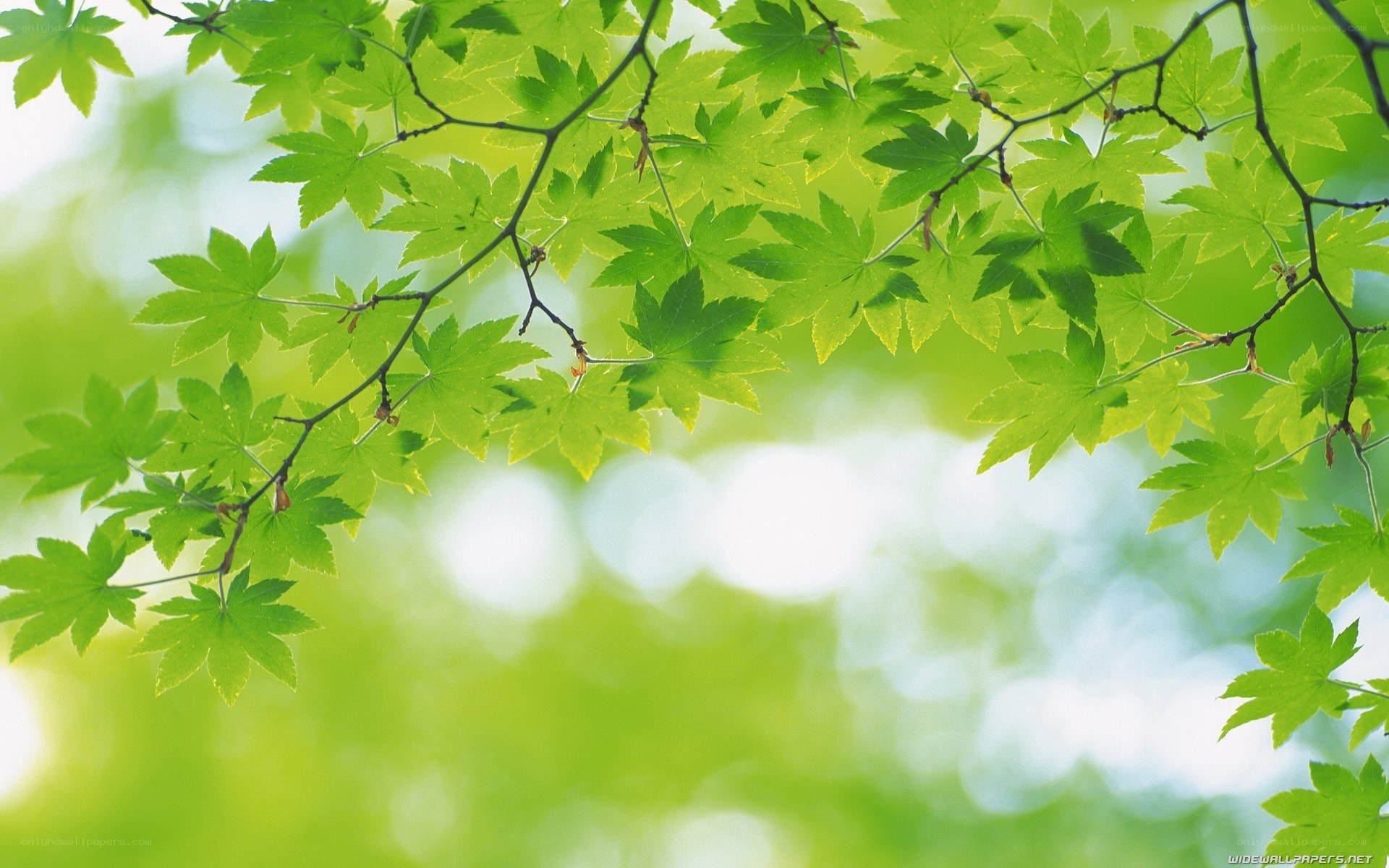 green leaves in sunlight