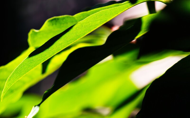Green Leaves in Sunlight — Dramatic, Afternoon, Photograph, Shadows, Black