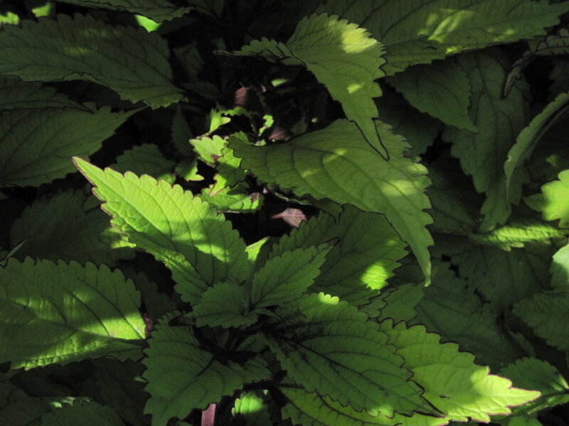 Green Leaves in Sunlight — Dramatic, Afternoon, Photograph