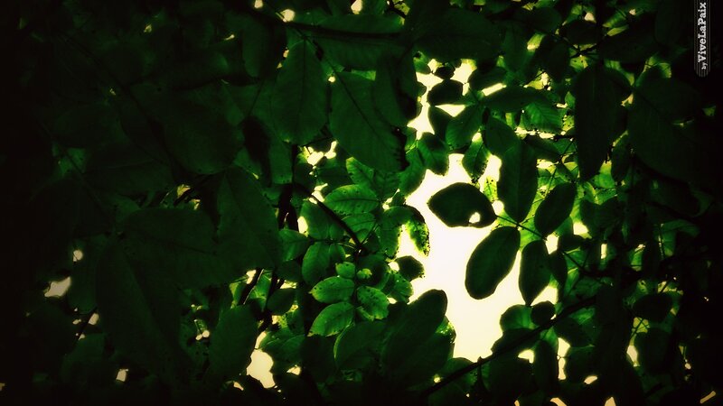Green Leaves in Sunlight — Dramatic, Afternoon, Photograph, Tree Branches