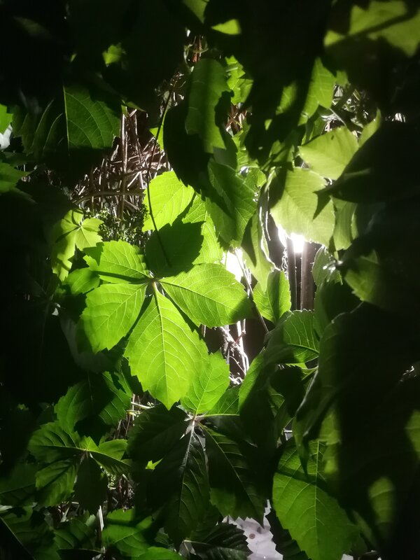 Green Leaves in Sunlight — Dramatic, Night