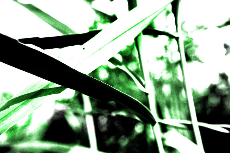 Green Leaves in Sunlight — Dramatic, Photograph