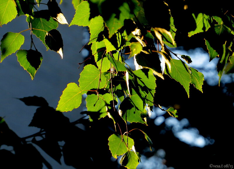 Green Leaves in Sunlight — Dramatic, Sunset