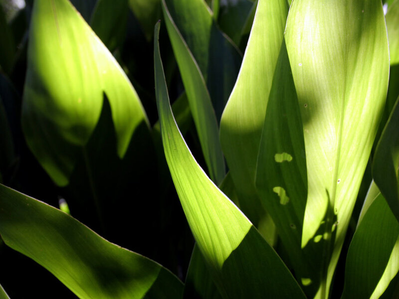 Green Leaves in Sunlight — Dramatic