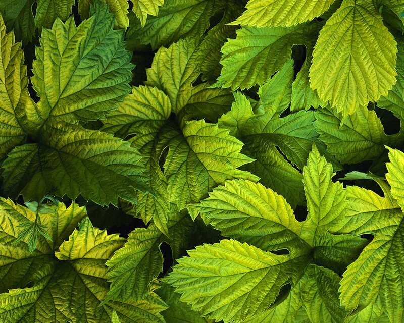 Green Leaves in Sunlight — Natural
