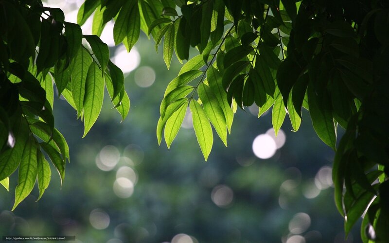 Green Leaves in Sunlight — Serene, Afternoon, Photograph, Bokeh