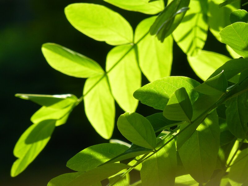Green Leaves in Sunlight — Serene, Afternoon, Photograph, Branch