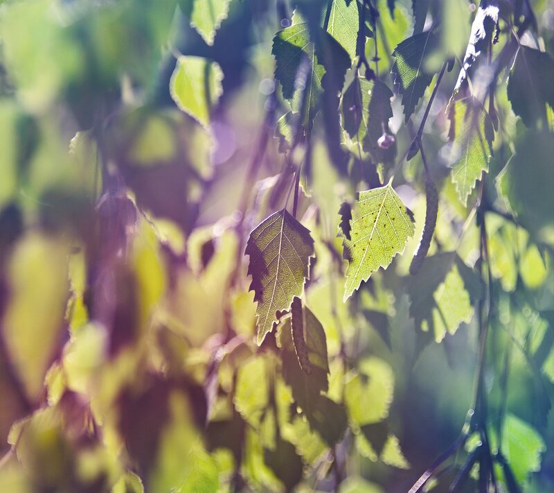 Green Leaves in Sunlight — Serene, Afternoon, Photograph, Branches, Bokeh