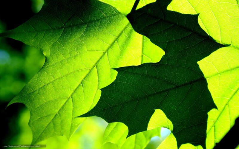 Green Leaves in Sunlight — Serene, Afternoon, Photograph, Leaf Veins