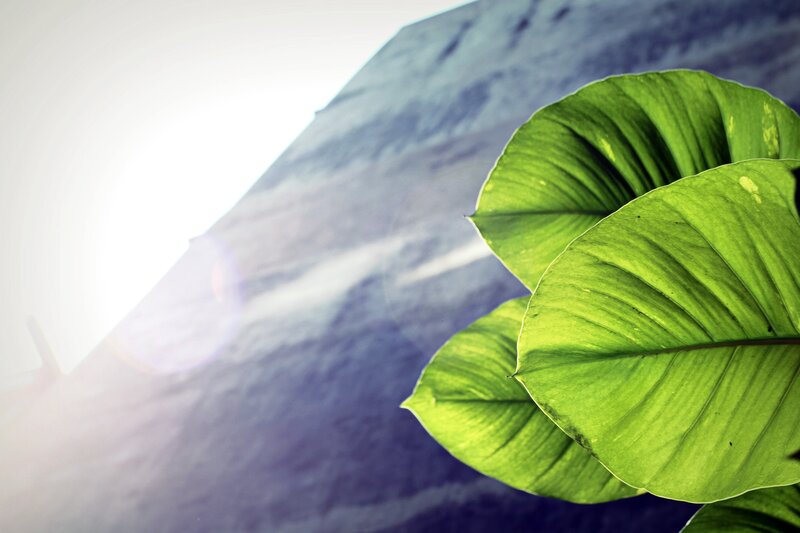 Green Leaves in Sunlight — Serene, Afternoon, Photograph, Mountain