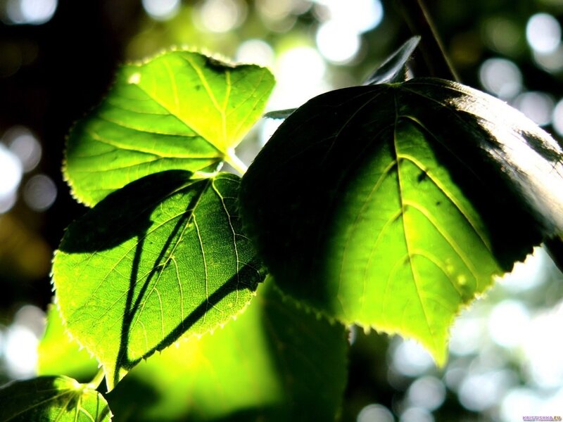 Green Leaves in Sunlight — Serene, Afternoon, Photograph, Shadow, Bokeh