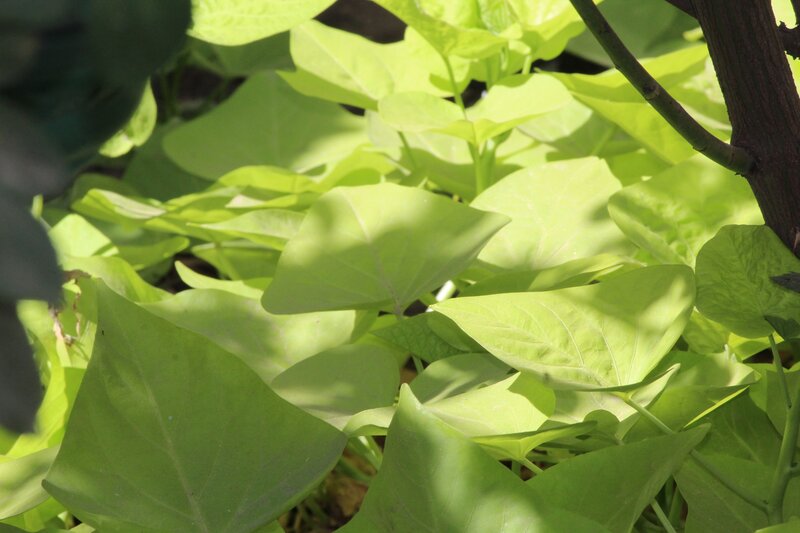 Green Leaves in Sunlight — Serene, Afternoon, Photograph, Shadows, Branch