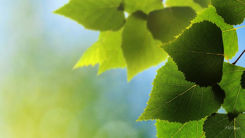 Green Leaves in Sunlight — Serene, Afternoon, Photograph, Sky