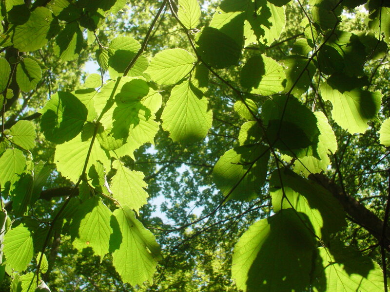 Green Leaves in Sunlight — Serene, Afternoon, Photograph, Tree Branches, Sky, Blue