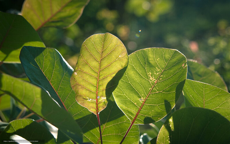 Green Leaves in Sunlight — Serene, Afternoon, Photograph, Veins