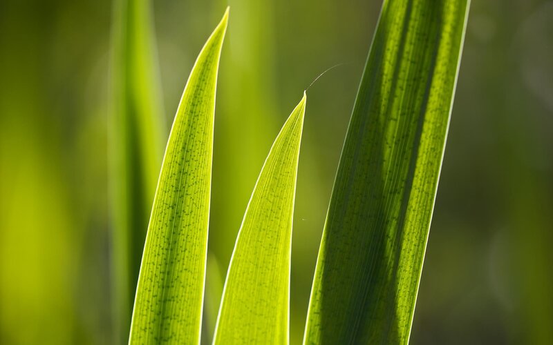 Green Leaves in Sunlight — Serene, Morning, Photograph, Blade of Grass