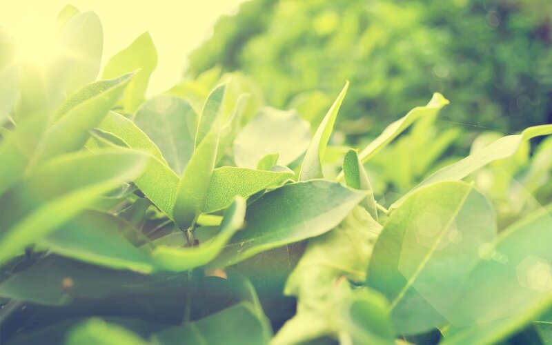 Green Leaves in Sunlight — Serene, Morning, Photograph, Bokeh, Yellow