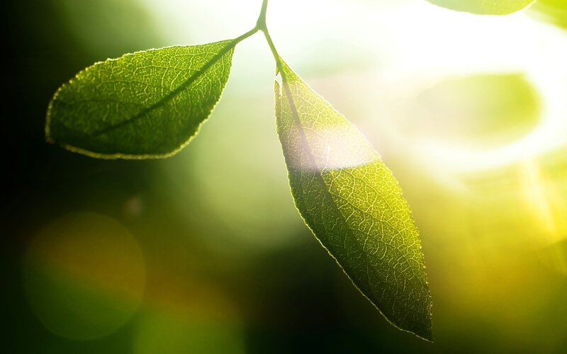 Green Leaves in Sunlight — Serene, Morning, Photograph, Branch