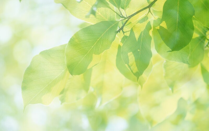 Green Leaves in Sunlight — Serene, Morning, Photograph, Branch, Yellow