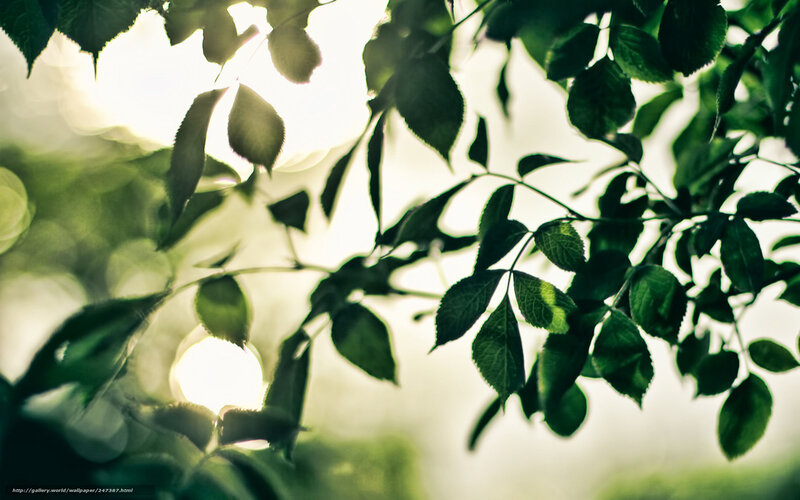Green Leaves in Sunlight — Serene, Morning, Photograph, Branches, Bokeh